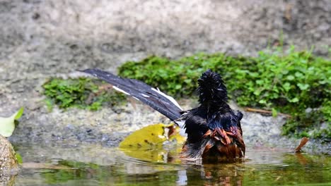 white-rumped shama bathing in the forest during a hot day, copsychus malabaricus, in slow motion