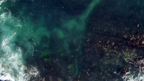 Seguimiento-De-La-Vista-Aérea-A-La-Derecha-Clara-Desde-Las-Rocas-Marinas-Oscuras-Hasta-Las-Aves-Marinas-De-Color-Verde-Turquesa-Que-Vuelan-A-Través-De-La-Pantalla-Y-Aterrizan-En-El-Agua-Turimetta-Beach-Sydney-Australia