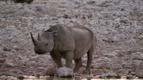 black rhinoceros drinking in the river with guineafowl birds walking behind it