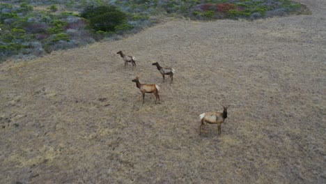 retire la toma aérea de la vida silvestre de los ciervos alces pastando en una ladera remota de california central para revelar montañas y colinas costeras remotas
