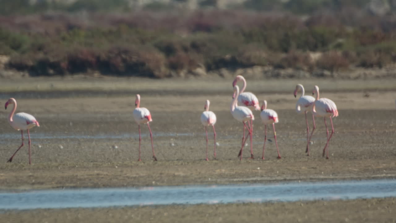 델타 플라밍고 42