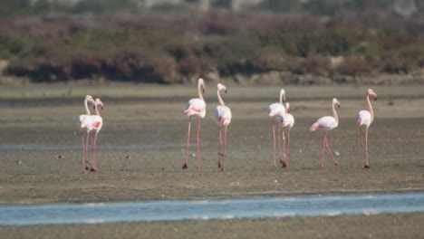 flamencos delta 42
