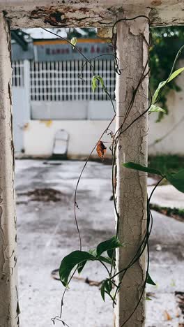 rusty fence with plants