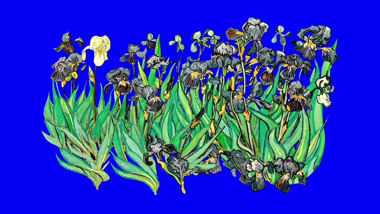 Vibrant irises animation, transparent 4K video, green screen