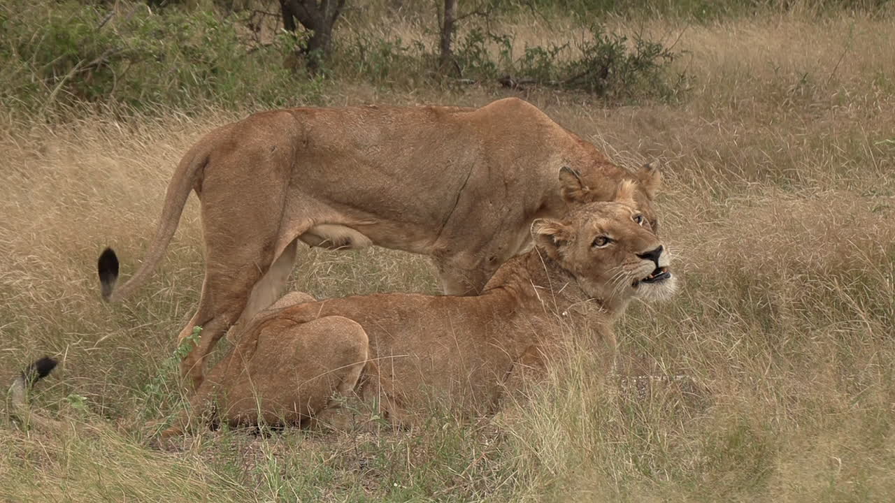 leeuwinnen in de afrikaanse wildernis.