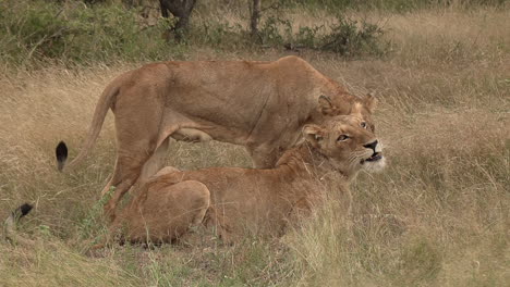 Schmusende-Löwinnen-In-Der-Afrikanischen-Wildnis