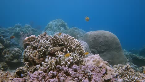 small tropical fish swimming around a hard coral reef