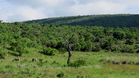 lush green valley with zebras flicking their tails, calmly grazing under bright sunlight
