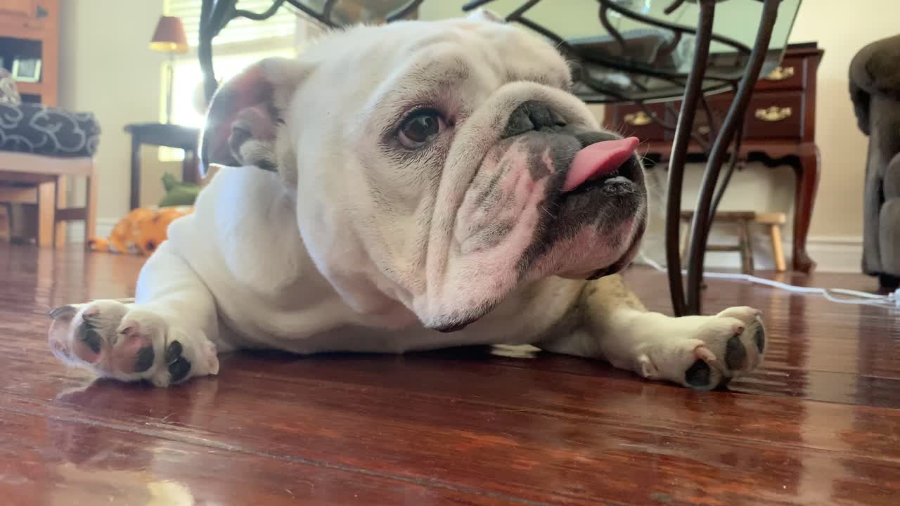 귀여운 영어 불독 강아지 hd