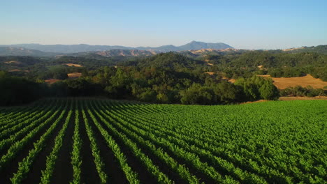 An-side-low-aerial-over-vast-rows-of-vineyards-in-Northern-California's-Sonoma-County--2