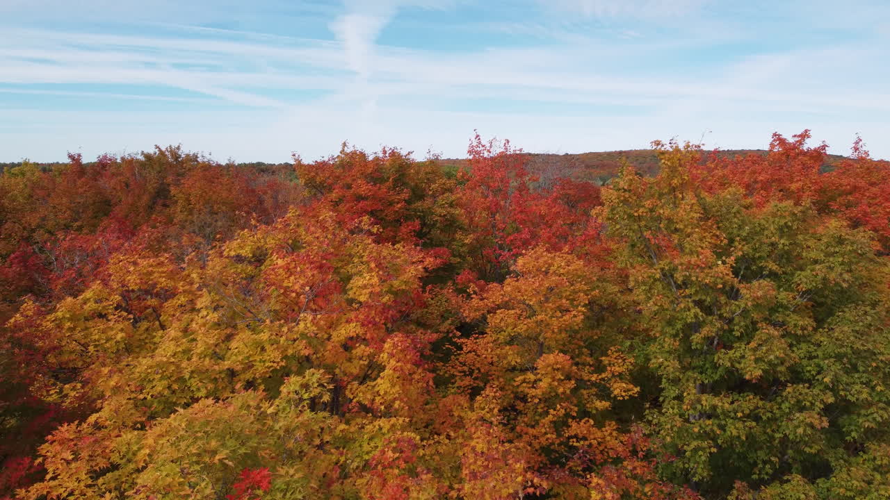 나무 꼭대기 혼합 색상 드론 공중 비행 풍경 배경