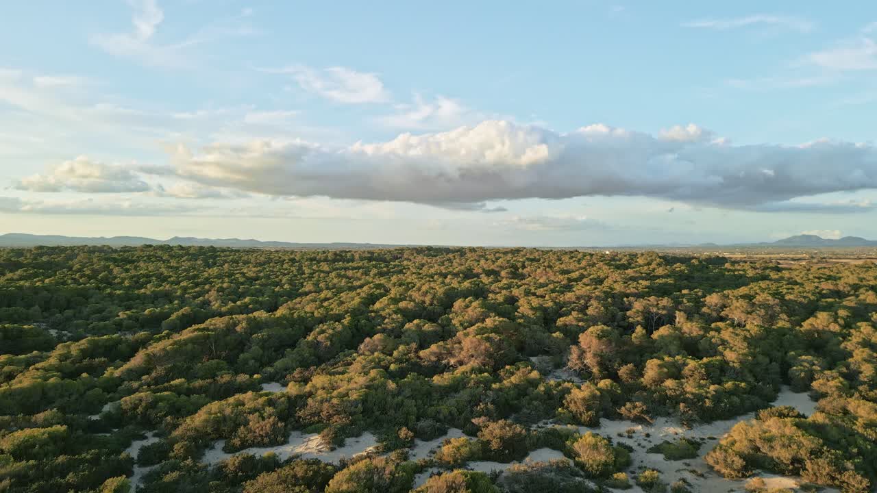 Una ripresa ascendente rivela il paesaggio interno di Maiorca, immerso nel caldo bagliore dell'ora d'oro, evidenziando dolci colline, vegetazione lussureggiante e fascino rustico.