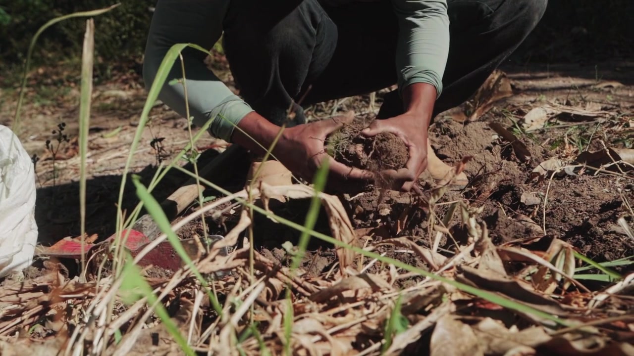 Ripresa media al rallentatore di una persona inginocchiata che raccoglie radici di curcuma tra la vegetazione secca nel cerrado brasiliano