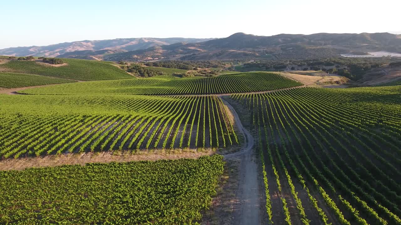 Splendida veduta aerea di vigneti collinari nella regione vinicola dell'appellazione Santa Rita della California 26