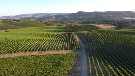 beautiful aerial of hilly vineyards in the grape growing region of californias santa rita appellation 26