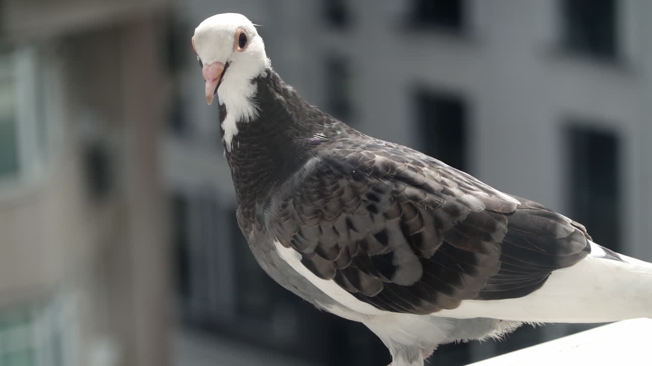 White and black pigeon moving around on the edge of a building