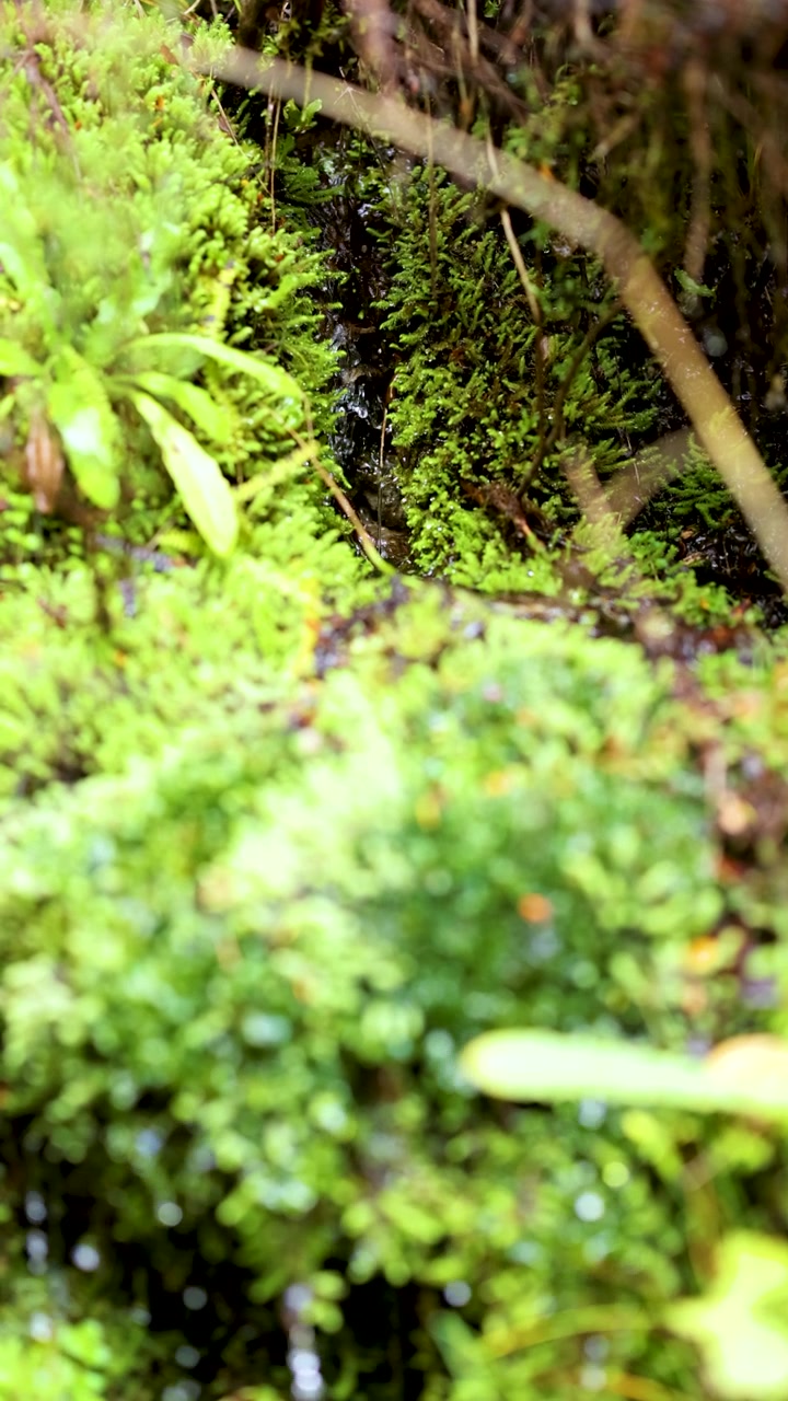 Primo piano di gocce d'acqua che cadono su muschio e licheni con illuminazione naturale e luminosa della foresta.