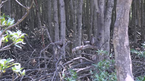 Monos-En-Un-Bosque-De-Manglares-Cerca-De-La-Ciudad-De-Ho-Chi-Minh.