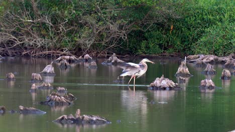 El-Baile-De-La-Gran-Garza-Azul-Después-De-Comer-Un-Pez-Muy-Grande