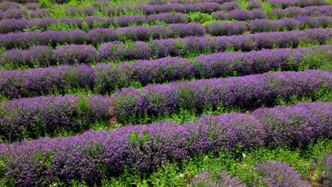 purple flower fields of a lavender farmland