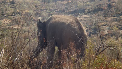 An-elephant-pulls-a-small-tree-out-of-the-ground-using-its-trunk-and-tusks