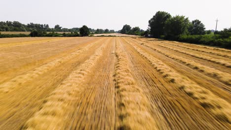 Vista-Aérea-De-Una-Cosechadora-Atravesando-Un-Campo-Recién-Cultivado