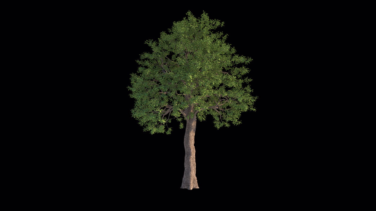 Albero verde isolato su sfondo nero