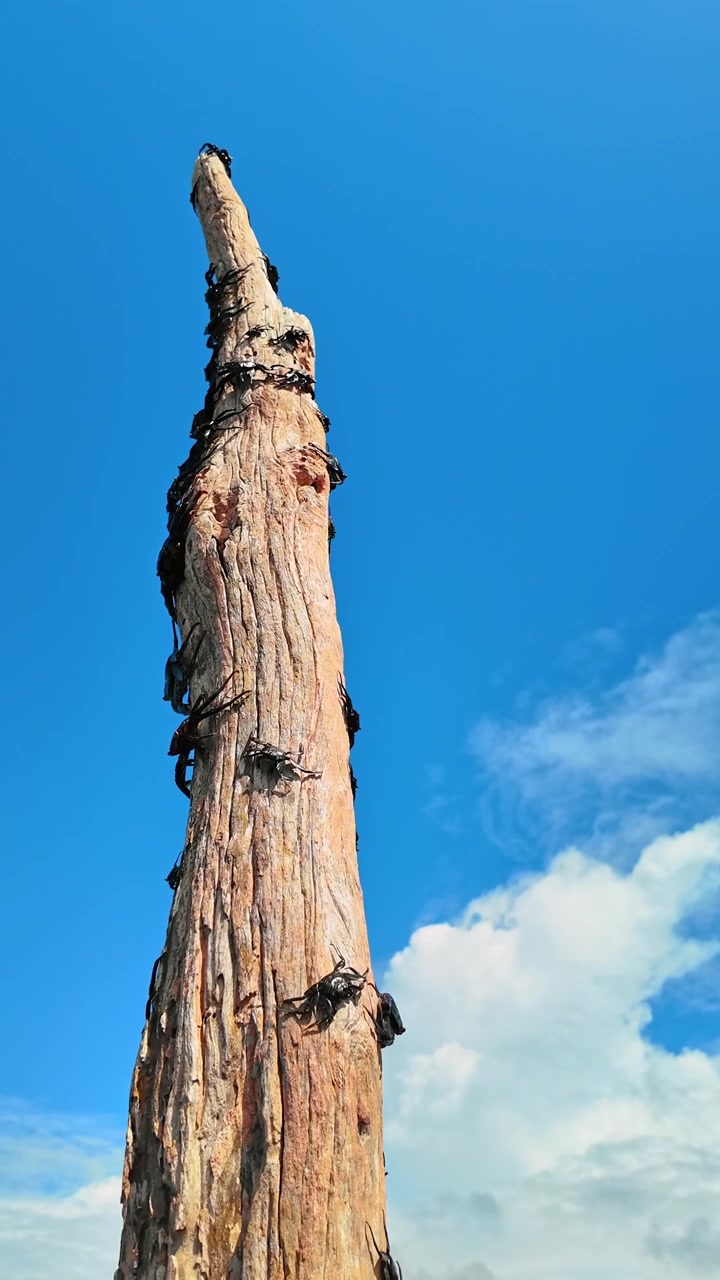 Zeeleguanen klimmen op een houten paal op Isabela-eiland, Galapagos. Laag camerastandpunt van endemische reptielen die zich koesteren op een verweerde boomstam tegen een helderblauwe lucht.