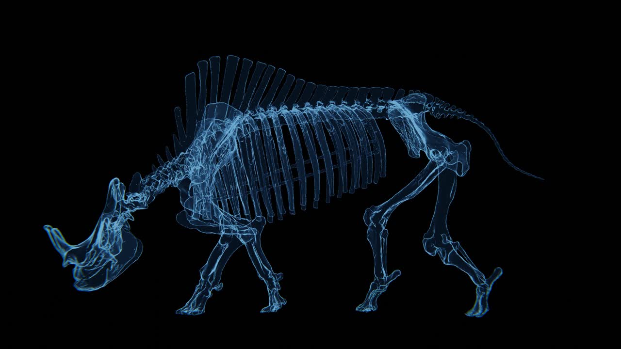 Brontothere fossil Hologram | Brontothere Skeleton Xray video in 4K