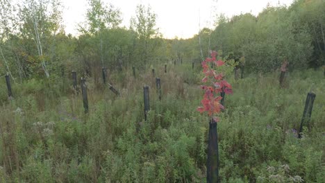 único-árbol-De-Arce-Exitoso-Plantado-No-Hace-Mucho-Tiempo-Que-Se-Vuelve-Rojo-Por-Primera-Vez