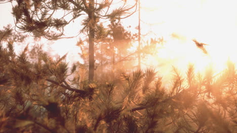 sunrise in a misty pine forest