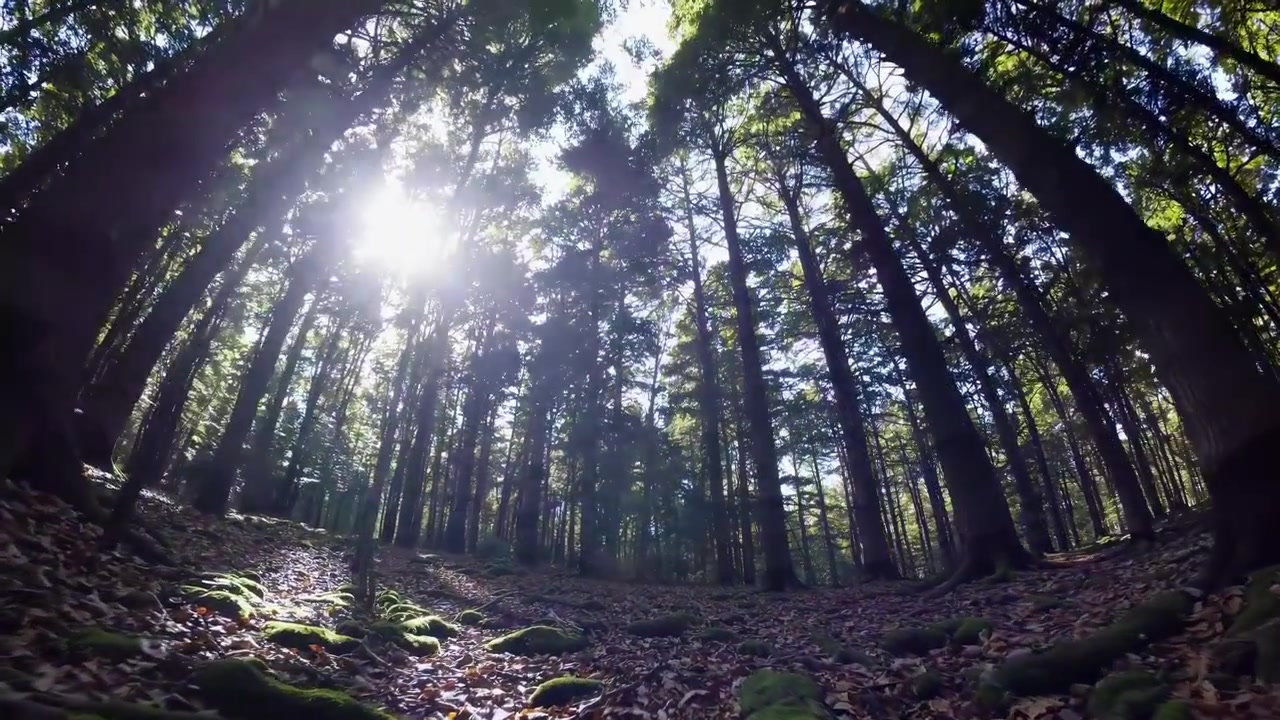 A luz solar se filtra através de árvores altas em uma floresta densa