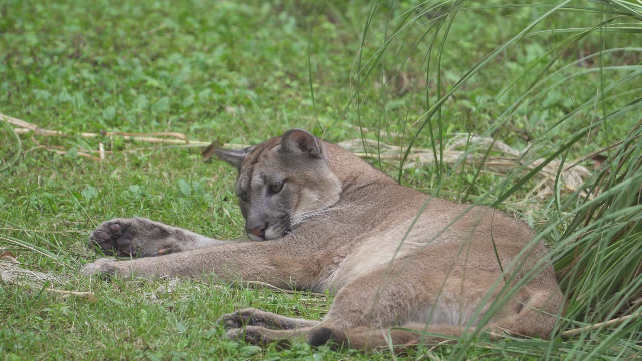 Un puma sdraiato sull'erba e infastidito dalle mosche
