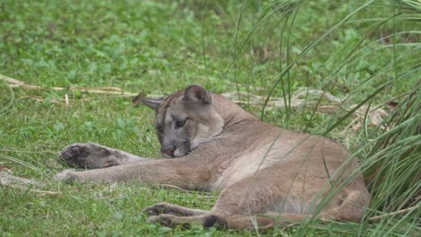 un puma tirado en el pasto y molesto por las moscas