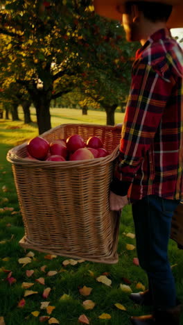 autumn apple harvest