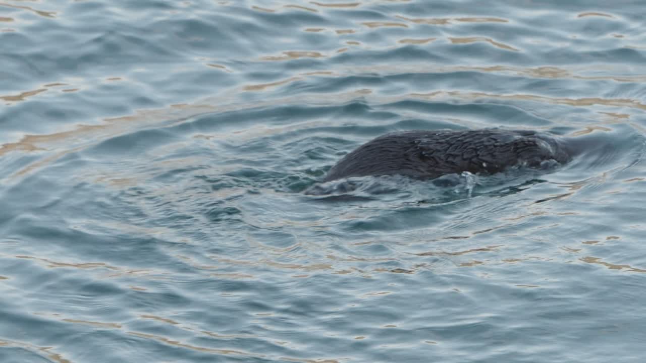 River Otters Hunting Food In The Ocean Off Vancouver Island, Canada. - closeup shot