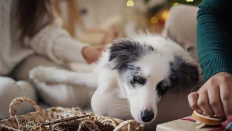 multi ethnicity couple bonding with dog at christmas time.