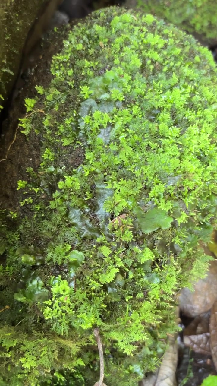 Muschio verde vibrante che cresce su una roccia umida della foresta