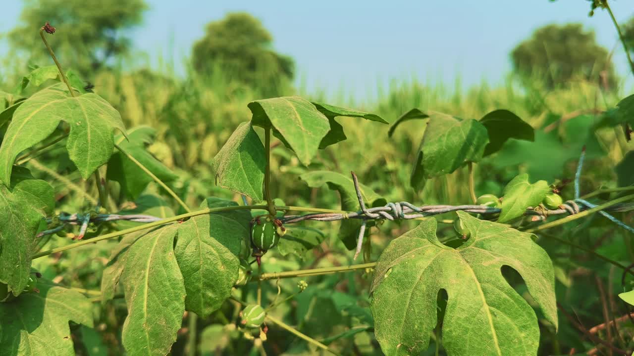 Bryonopsis laciniosa, known as the Shivlingi plant, with its distinct green-striped fruit hanging on a barbed wire fence under bright daylight, set against a rural field of natural green vegetation