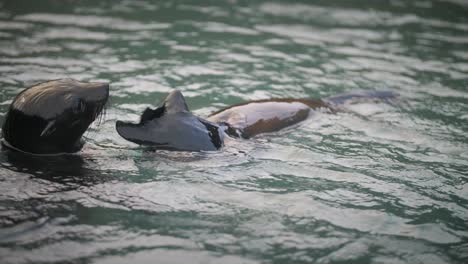 baby fur seal swimming on the surface next to other baby seals, rubbing its face with its flippers