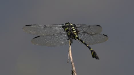 the common flangetail dragonfly is commonly seen in thailand and asia