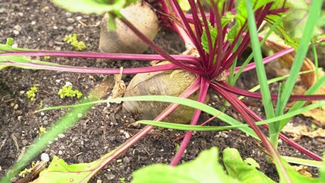 great shot of beets in a farm field ready to harvest with nice green red healthy stems