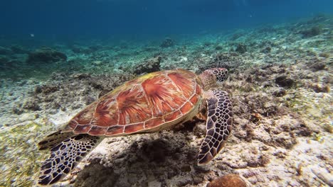 una gran tortuga marina verde nada sobre el arrecife de coral en busca de comida