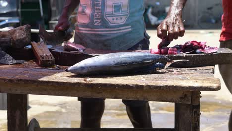 huge fish being gutted outdoors at the local fish market in negombo, sri lanka