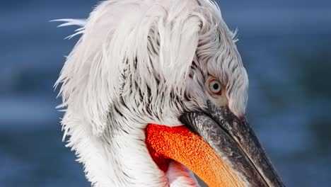 dalmatian pelican head close-up in slow motion while swimming on lake in winter