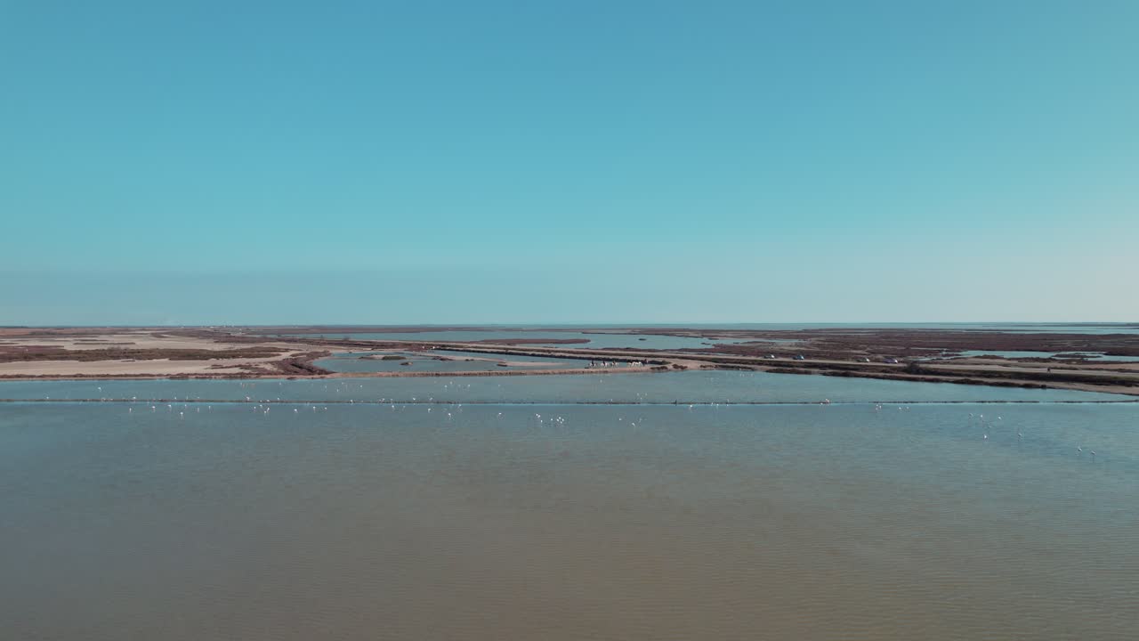 vista aérea de flamencos rosados en los soleados humedales de camargue
