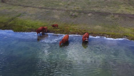 Free-Range-Cattle-Herd-of-Cows-Grazing-Freely,-Drinking-Water-Along-Lake-Pasture-|-Grass-Fed-Beef-Agriculture-Farming-Livestock-,Cattle-Ranching-|-Migrating-Roaming-Freely,-Ethical-Farming-|-1-of-12