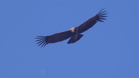 sub adult andean condor with its brown color against clean blue sky moves its tails using it as a rudder to change directions