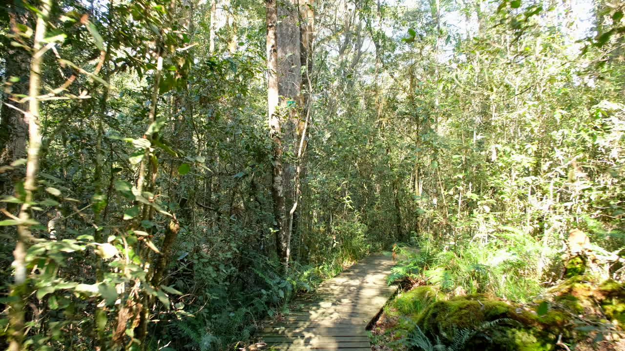 A Walk Through the Forest