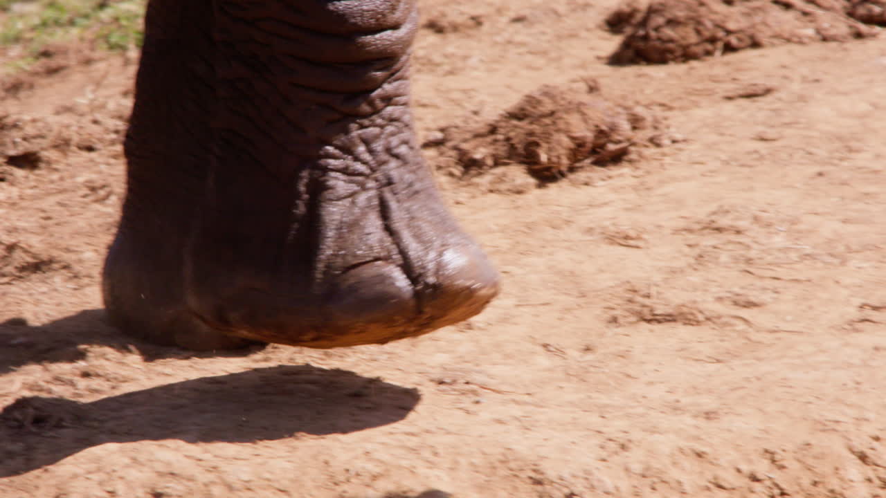 Gambe di elefante africano della savana che camminano nella savana a mezzogiorno